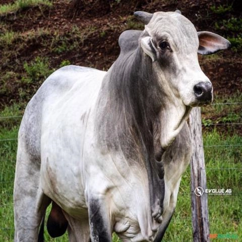 Venda de Touro Nelore PO Imagem Venda de Touro Nelore PO