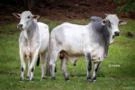 Venda de Touro Nelore PO Imagem Venda de Touro Nelore PO