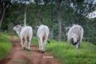 Venda de Touro Nelore PO Imagem Venda de Touro Nelore PO