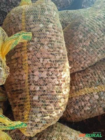 Substrato Chips 1 /Chips 2 Imagem Substrato Chips 1 /Chips 2
