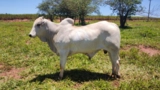 Touro PO (backup x Rem armador) Imagem Touro PO (backup x Rem armador)
