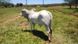 Touro PO (backup x Rem armador) Imagem Touro PO (backup x Rem armador)