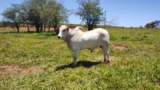 Touro PO (backup x Rem armador) Imagem Touro PO (backup x Rem armador)