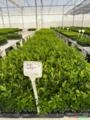 Mudas de Porta Enxerto Para Citrus Imagem Mudas de Porta Enxerto Para Citrus