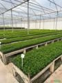 Mudas de Porta Enxerto Para Citrus Imagem Mudas de Porta Enxerto Para Citrus