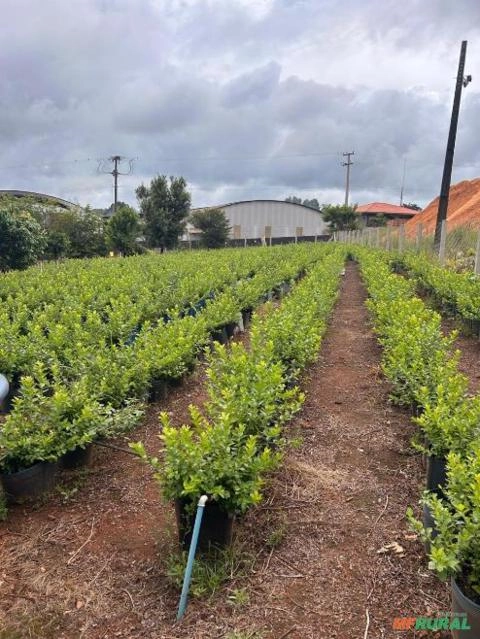Pomar de Mirtilo Adulto Produzindo – Alta Rentabilidade e Pronto para Colheita Imagem Pomar de Mirtilo Adulto Produzindo – Alta Rentabilidade e Pronto para Colheita