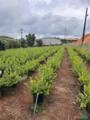 Pomar de Mirtilo Adulto Produzindo – Alta Rentabilidade e Pronto para Colheita Imagem Pomar de Mirtilo Adulto Produzindo – Alta Rentabilidade e Pronto para Colheita