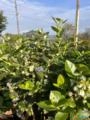 Pomar de Mirtilo Adulto Produzindo – Alta Rentabilidade e Pronto para Colheita Imagem Pomar de Mirtilo Adulto Produzindo – Alta Rentabilidade e Pronto para Colheita