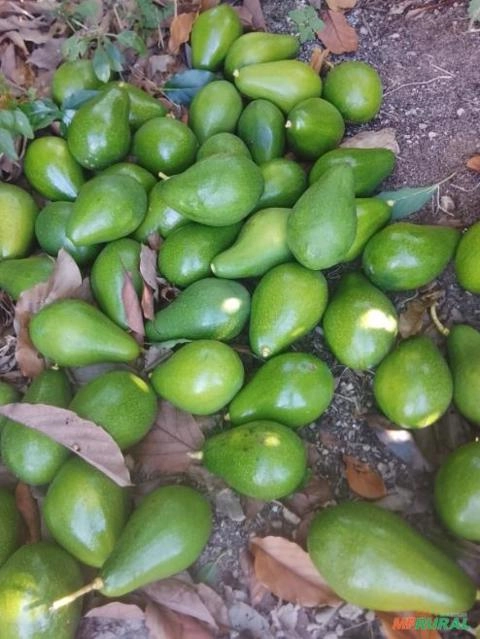 Fortuna disponível 🥑 Imagem Fortuna disponível 🥑