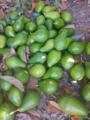 Fortuna disponível 🥑 Imagem Fortuna disponível 🥑