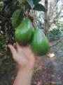 Fortuna disponível 🥑 Imagem Fortuna disponível 🥑