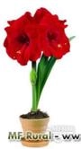 Bulbos - Sementes ORQUIDEA - AMARYLLIS E OUTROS Imagem Bulbos - Sementes ORQUIDEA - AMARYLLIS E OUTROS
