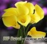 Bulbos - Sementes ORQUIDEA - AMARYLLIS E OUTROS Imagem Bulbos - Sementes ORQUIDEA - AMARYLLIS E OUTROS