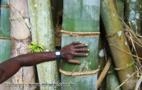 Rizomas E Mudas De Bambu Gigante, Guadua, Mosso e muitas outras espécies R$19,90 Imagem Rizomas E Mudas De Bambu Gigante, Guadua, Mosso e muitas outras espécies R$19,90