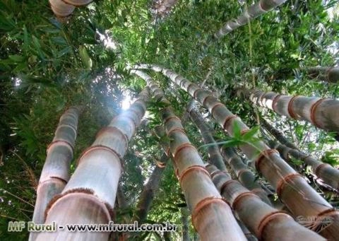 Rizomas E Mudas De Bambu Gigante, Guadua, Mosso e muitas outras espécies R$19,90 Imagem Rizomas E Mudas De Bambu Gigante, Guadua, Mosso e muitas outras espécies R$19,90