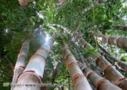 Rizomas E Mudas De Bambu Gigante, Guadua, Mosso e muitas outras espécies R$19,90 Imagem Rizomas E Mudas De Bambu Gigante, Guadua, Mosso e muitas outras espécies R$19,90