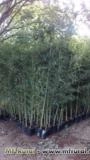 BAMBU CANA DA INDIA DIRETO DO PRODUTOR Imagem BAMBU CANA DA INDIA DIRETO DO PRODUTOR
