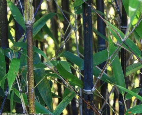 Bambu Preto (Phyllostachys nigra muchisasa) Imagem Bambu Preto (Phyllostachys nigra muchisasa)