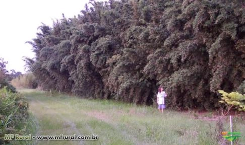 Bambu Verde Gigante (Bambusa Vulgaris) Imagem Bambu Verde Gigante (Bambusa Vulgaris)
