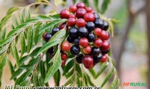 CURRY (Murraya koenigii) Imagem CURRY (Murraya koenigii)