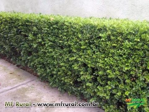 Murta (Murraya paniculata) Imagem Murta (Murraya paniculata)