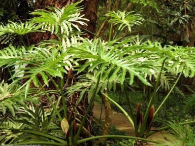 GUAIMBÉ (Philodendron bipinnatifidum) Imagem GUAIMBÉ (Philodendron bipinnatifidum)