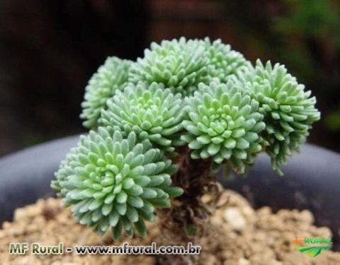 Pigmeu Joshua Tree ( Sedum multiceps) Imagem Pigmeu Joshua Tree ( Sedum multiceps)