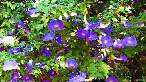 TUMBÉRGIA ARBUSTIVA (Thunbergia erecta) Imagem TUMBÉRGIA ARBUSTIVA (Thunbergia erecta)