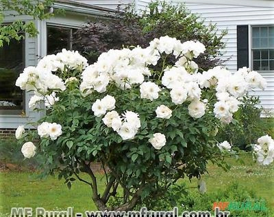 ROSA BRANCA (Rosa grandiflora) Imagem ROSA BRANCA (Rosa grandiflora)