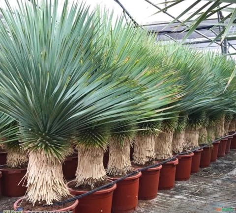 Palmeira Yuca (Yucca Rostrata) Imagem Palmeira Yuca (Yucca Rostrata)