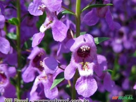 Angelônia (Angelonia angustifolia) Imagem Angelônia (Angelonia angustifolia)