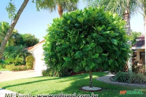 ÁRVORE SAMAMBAIA (Filicium decipiens) Imagem ÁRVORE SAMAMBAIA (Filicium decipiens)