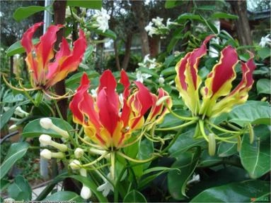 GLORIOSA (Gloriosa rothschildiana) Imagem GLORIOSA (Gloriosa rothschildiana)