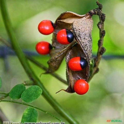 OLHO DE CABRA (Ormosia arborea) Imagem OLHO DE CABRA (Ormosia arborea)