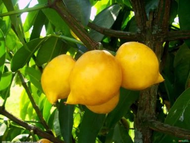 MANGOSTÃO AMARELO (Garcinia cochinchinensis) Imagem MANGOSTÃO AMARELO (Garcinia cochinchinensis)