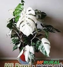 COSTELA DE ADÃO VARIEGATA (Monstera deliciosa "variegata") Imagem COSTELA DE ADÃO VARIEGATA (Monstera deliciosa "variegata")