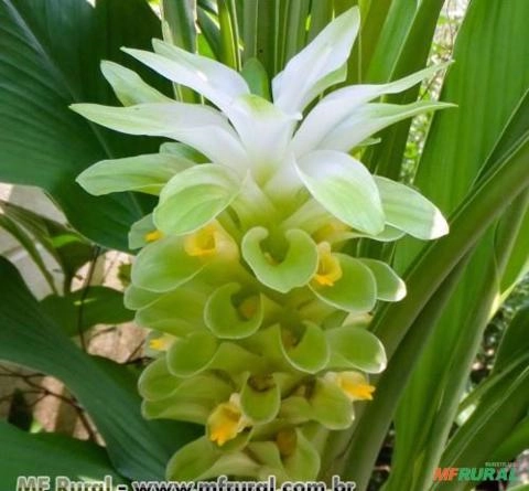 CURCUMA - AÇAFRÃO DA TERRA (Curcuma longa) Imagem CURCUMA - AÇAFRÃO DA TERRA (Curcuma longa)