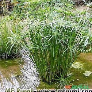 SOMBRINHA CHINESA (Cyperus alternifolius) Imagem SOMBRINHA CHINESA (Cyperus alternifolius)