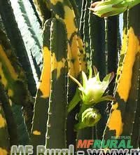 CACTO MANDACARU BRASILEIRO (Cereus jamacaru) Imagem CACTO MANDACARU BRASILEIRO (Cereus jamacaru)